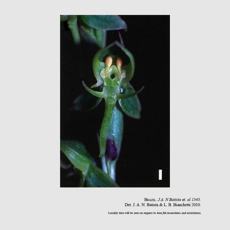 Habenaria crucifera var. brevidactyla